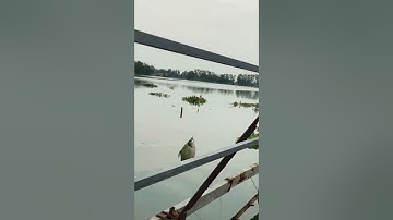 Câu cá mè vinh bằng rau ngò rí và cái kết