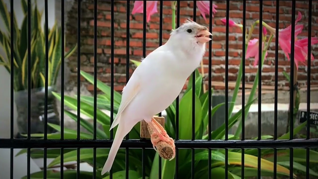 The Best Canary Tempts All Canaries to Sing‼️ Belgian Canary Singing🐦