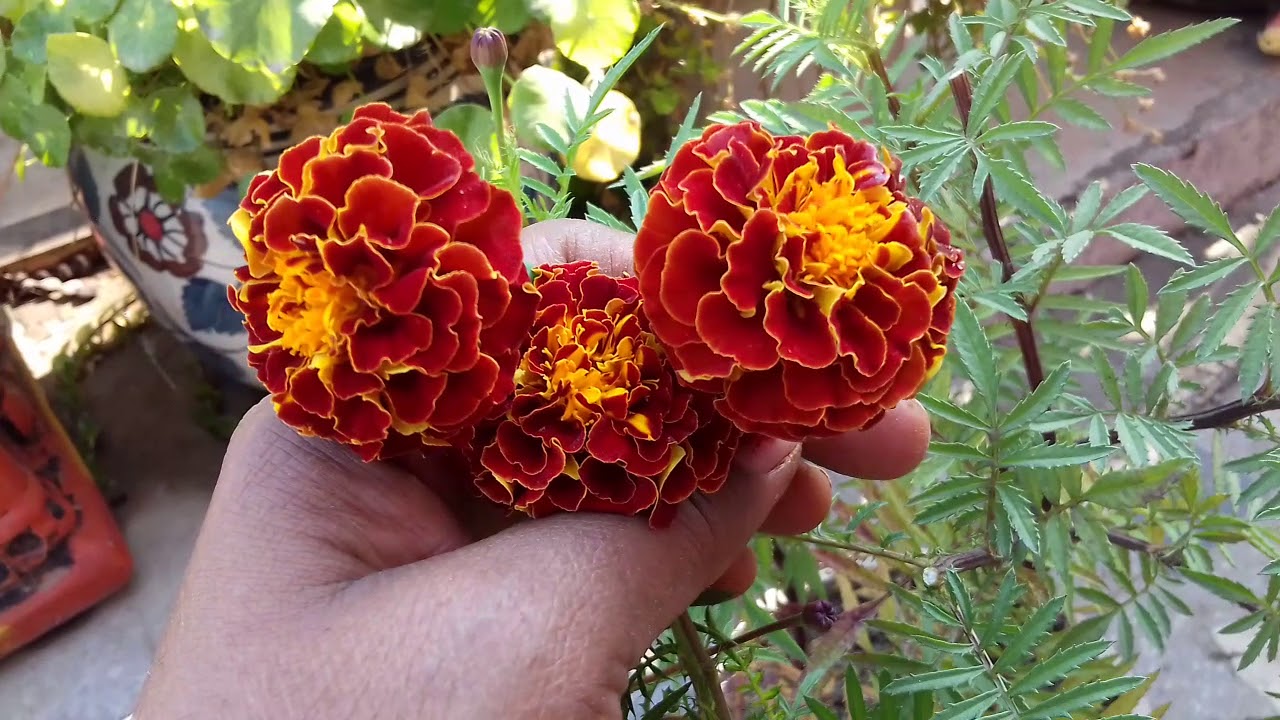 56 How to care Marigold plant YouTube 56 How to care Marigold plant YouTube