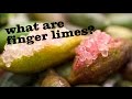 What are finger limes? - YouTube