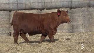 JUNG CATTLE - LOT 3 - ALL BREEDS BULL SALE 5.20.2024