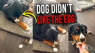 Dog Pushed Egg With His Nose Then Kicked It With Both Hands