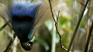 Blue Bird-of-Paradise  (Paradisornis rudolphi)