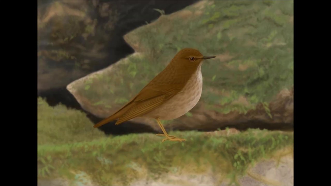 オガサワラガビチョウ Bonin Island Thrush Cichlopasser terrestris YouTube