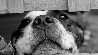 Can Dogs Eat Butternut Squash?🐾🍠🌟 Is Butternut Squash Ok For Dogs
