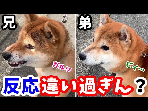 性格の違う柴犬を散歩中に近所の犬に合わせた結果・・・予想外の反応に出た!