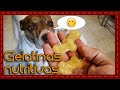 Tip: Cómo hacer gelatinas nutritivas para perros