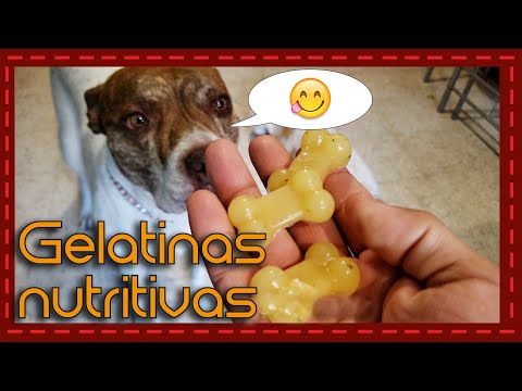 Video: Golosinas para perros hechas con caldo de res