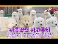 [TV 동물농장 레전드] ‘사고뭉치 백설기 15남매’ 풀버전 다시보기 I TV동물농장 (Animal Farm) | SBS Story