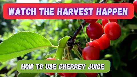 Watch the Harvest Happen - DayDayNews