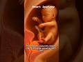 The Miracle of Life . The Journey of pregnancy Creation #pregnant #baby #birth