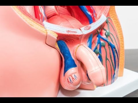 Operacion de fimosis recuperacion