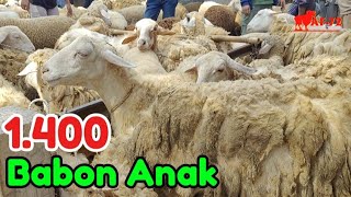 1.400 INDUK ANAK ‼️ UPDATE HARGA DOMBA HARI INI #af72new