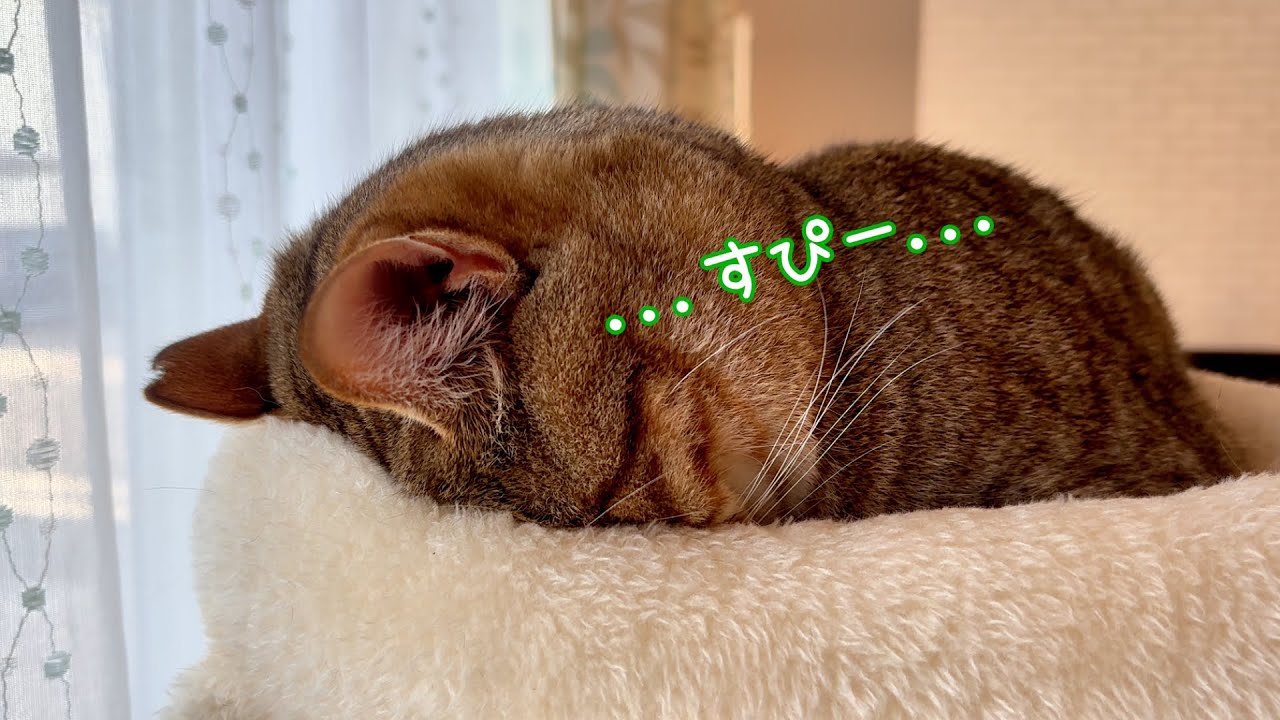 気づいたらごめん寝してる猫