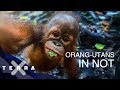 Wildnis in Gefahr: Orang-Utans in Indonesien | Andreas Kieling | Terra X
