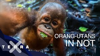 Wildnis in Gefahr: OrangUtans in Indonesien | Andreas Kieling | Terra X