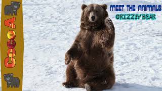 Meet the Animals | The Mighty Forest Friends | Grizzly Bear 🐻🐻🦈