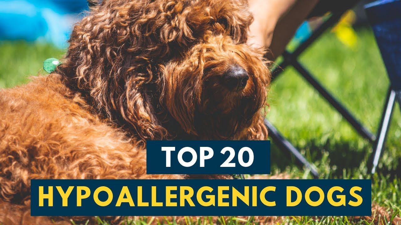 hypoallergenic dogs with good temperament