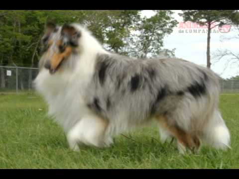 Collie de Pelo Largo Collie De Pelo Largo. Origen, Características, Alimentación, Cuidados y Más