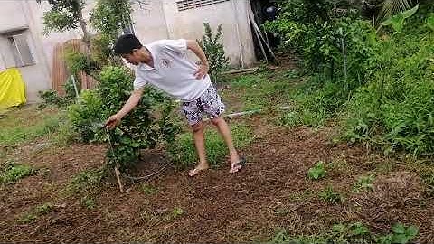 Tươi bưởi da xanh với béc BS5000 MINI PLUS tại Tiền Giang