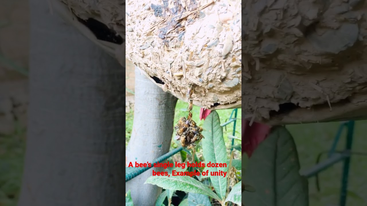 A great example of unity . A single bee’s leg holds dozens of bees hanging down .