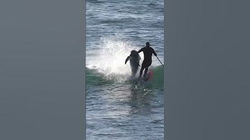 Dolphin takes out paddle boarder!!! #viral #youtubeshorts #animals