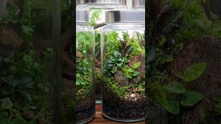 Pellionia Repens For Closed Terrariums