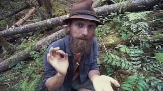 Forest Reset with Oregon Grape | Herbal Jedi | Harmonic Arts