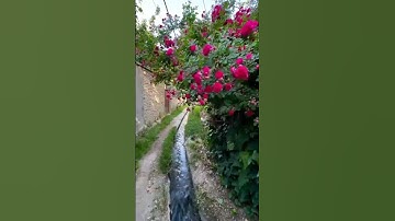 القارئ عقيل عبد الرضا الحجاج