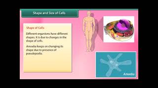 Cell   Structure and Function