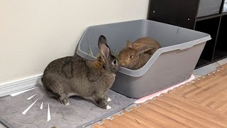 Hilarious Rabbit Makes You Question Everything!
