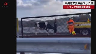 【速報】中央道で乳牛落下し渋滞   トラックで運搬途中、岐阜