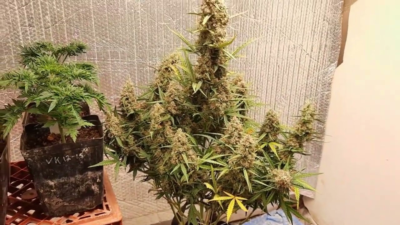 Phat Buds on the Critical '22 autoflowers are getting Hogtied.