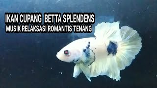 IKAN CUPANG BETTA SPLENDENS - MUSIK RELAKSASI ROMANTIS TENANG DAMAI DAN TERAPI OTAK