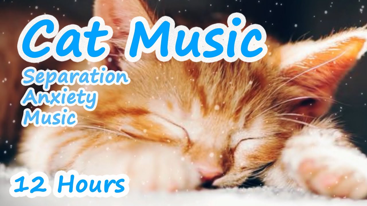 Picture of Music for healthy cats, separation anxiety music, healing music ...
