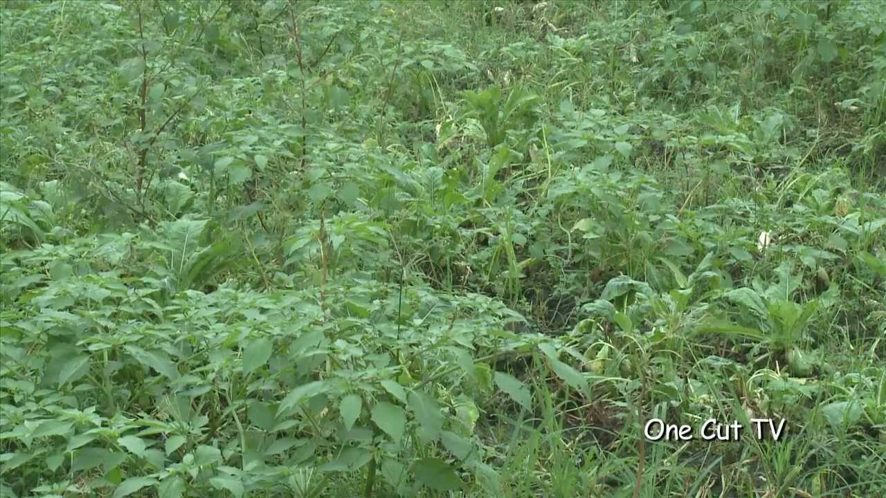 這碗濃稠掛汁，滿口黏乎的牛肉麵，是我吃過最有特色的牛肉麵！｜三國時期的咽喉要地，張飛鎮守7年的千年古城｜四川閬中回民美食｜牛雜麵、牛肉包子、牛肉鍋盔｜張飛牛肉｜三國｜張飛廟｜漢桓侯祠｜春節發源地