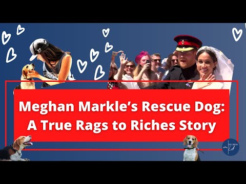 The TRUE rags to riches story of Meghan Markle’s dog, Guy