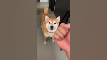 Thumbnail of Owner Gives Shiba Knuckle Sandwich (GRAPHIC)
