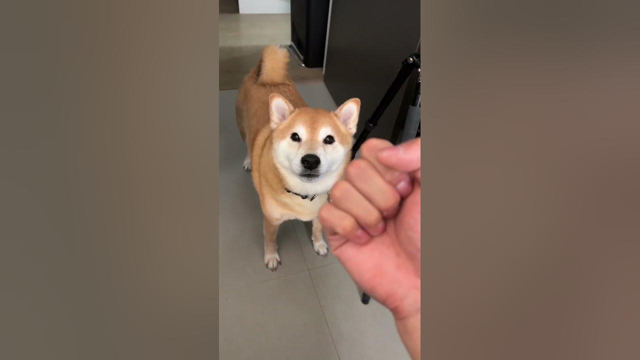 Owner Gives Shiba Knuckle Sandwich (GRAPHIC)