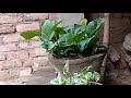 🌱Money Plant Care: Paani mein milayein ye 1 cheez,☘️ Money Plant hoga dugna ghana.