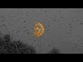 على البان قمرية تسجع إلقاء أسامة الواعظ مونتاج رونق رونق على البان قمرية تسجع إلقاء أسامة الواعظ مونتاج رونق رونق