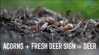 Early October Bowhunting Strategy Acorns Fresh Deer Sign