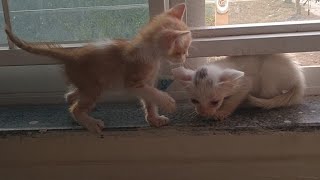 Rescue Kitten’s Heart Healed After Finding His Perfect Adopted Brother 💕