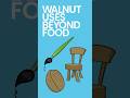 Walnut Uses Beyond Food #shorts