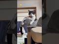 むぅーーん…なんだよ？返事はしない猫のちゅうた【猫のちゅうた】#cat #猫 #保護猫 #shorts