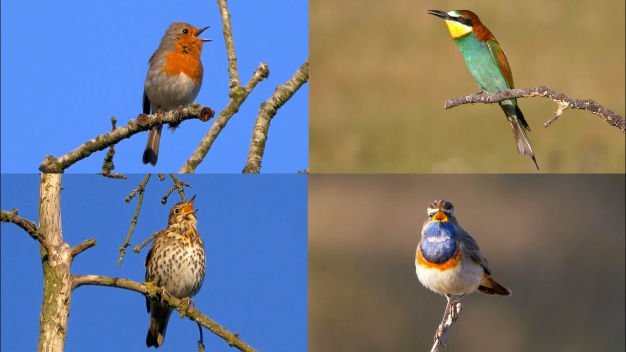 Oiseaux qui Chantent: Une Heure de Chants d'Oiseaux Européens