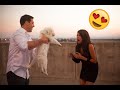 Puppy surprise compilation reaction  dog surprise compilation  try not to cry  miyu animals 10