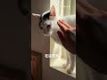 你要幹嘛呀～  #cat #貓咪日常 #貓咪  #寵物