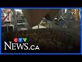 P.E.I. potatoes gain access to Mexican market in boost for growers