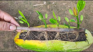 Innovative Technique Growing Jackfruit Tree Plant In Papaya Fruit & Natural Aloe Vera
